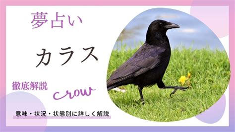 夢占い｜カラスの夢の意味は？大群家に入ってくる追い払うなつく噛まれるなど状況別に解説