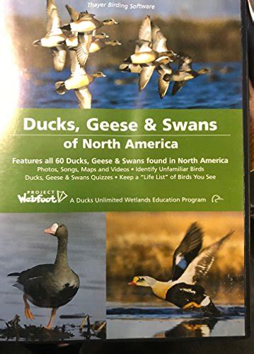 Ducks Of North America A Quick Guide To Species And Habitats Birds