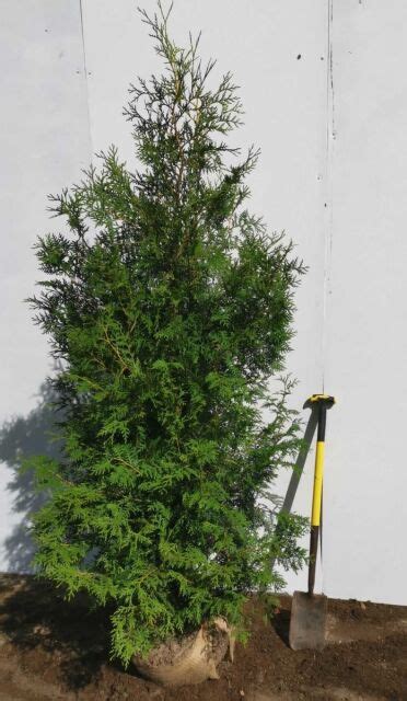 Thuja Brabant Lebensbaum Cm Pflanzenabholen De