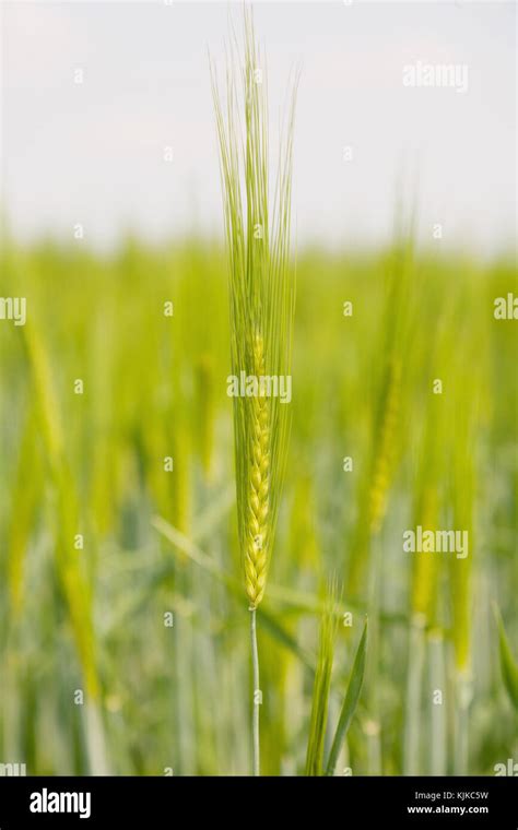 Wheat Field Alberta Canada Stock Photo Alamy