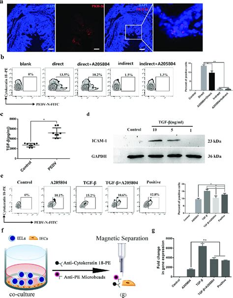 Role Of Tgf B In T Cell To Iec Contact Mediated Pedv Transmission A