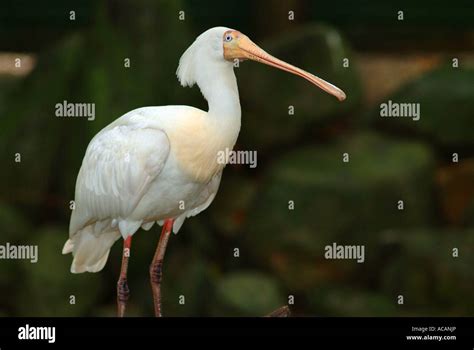 Yellow Billed Spoonbill Platelea Flavipes Queensland Australia