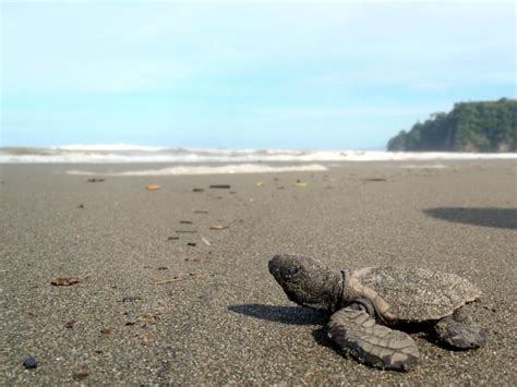 Costa Rica turtle conservation experience | Responsible Travel