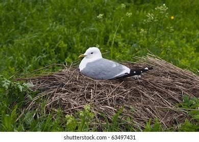 8,305 Seagull nest Images, Stock Photos & Vectors | Shutterstock