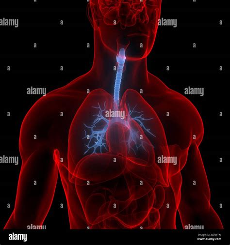 Los pulmones son parte de la anatomía del sistema respiratorio humano