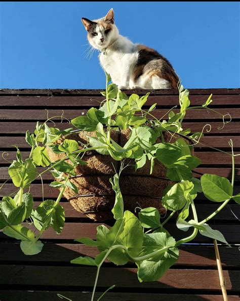 16+ Small Vegetable Garden Ideas for Apartments & Small Backyards - PunkMed