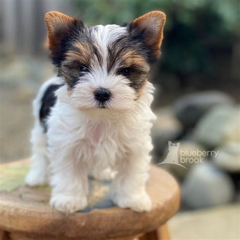 Teacup Puppies White Yorkies