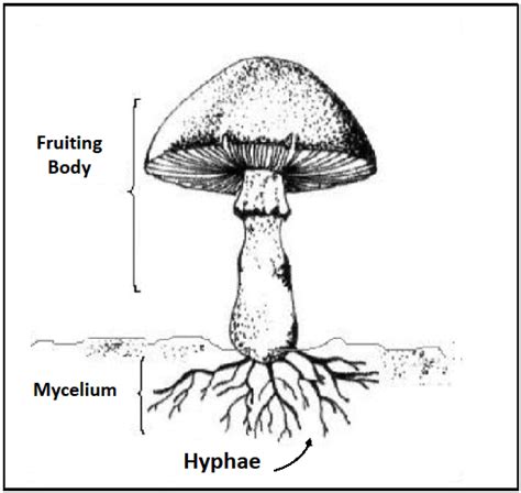 Structure of a mushroom-like fungi. | Download Scientific Diagram