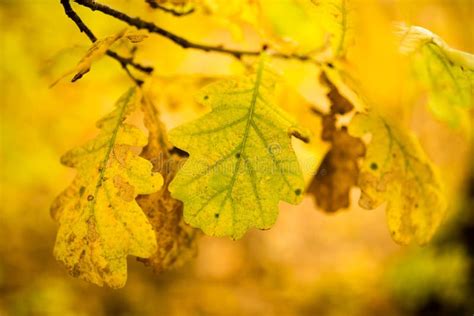 Yellow Oak Leaves In The Fall Stock Photo Image Of Season Nature