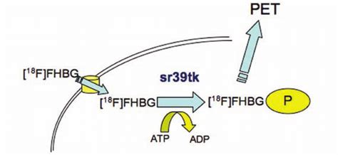 Schematic Of Pet Reporter Gene Imaging Using The Fhbg Sr Tk System