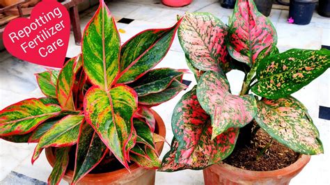 Aglaonema Plant Care Fertilizer Repotting Soil Mix Water