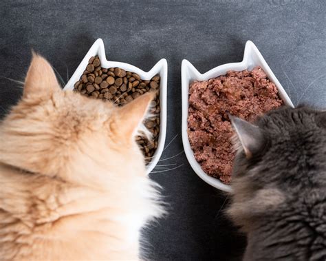 Croquettes sans céréales pour chats notre guide Pro Nutrition