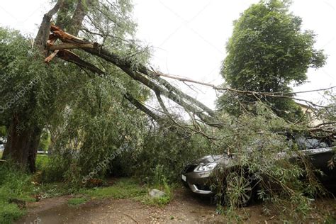 Un árbol Cayó Sobre El Coche Debido Al Fuerte Viento Vehículo Roto