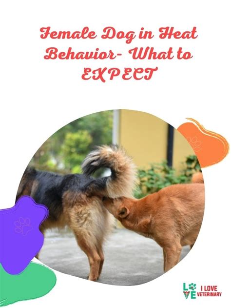 Female Dog in Heat Behavior- What to EXPECT - I Love Veterinary - Blog for Veterinarians, Vet ...