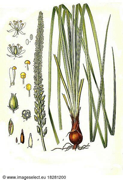 Medicinal Plant Medicinal Plant Sabadill Schoenocaulon Officinale