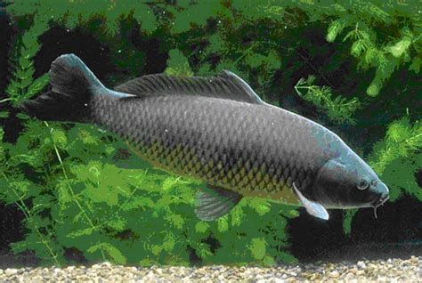 Common carp fish species page