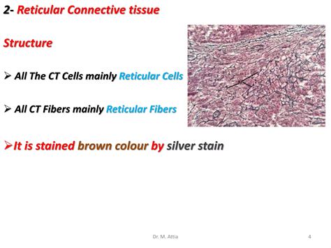 Connective Tissue Proper Histology | PPT