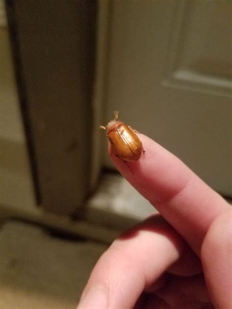 Every Time Its Their Season June Bugs June Bug Seasons Bugs