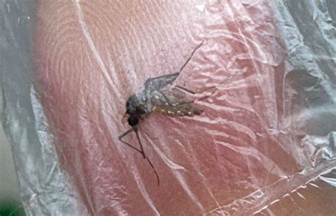 OPS Advierte Que Los Casos De Dengue Se Multiplicaron Por Tres Respecto