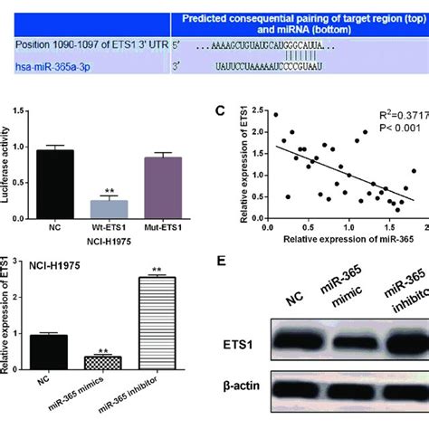 Mir Directly Targets Ets A The Binding Sites Between Mir And