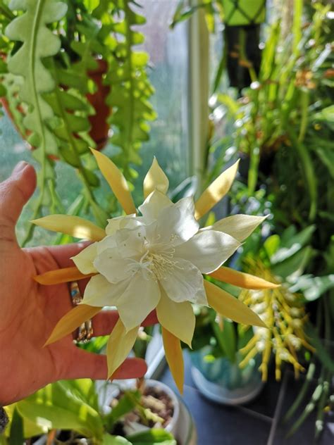 Epiphyllum Anguliger