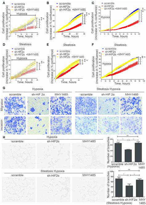 Hif Upregulation Mediated By Hypoxia Promotes Nafld Hcc Progression