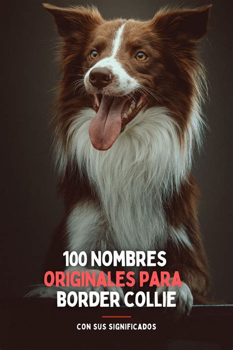 Ideas Originales De Nombres Para Perros De Raza Border Collie Caninopedia