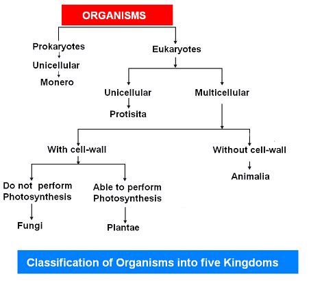 Protista Classification Chart