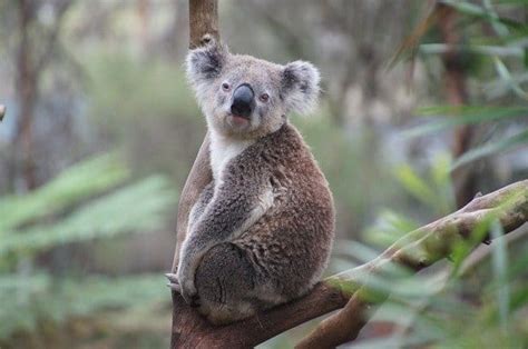 Koala Names: The 120 Most Famous Names for Koala Bears