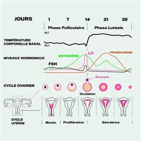 Propos Du Cycle Menstruel