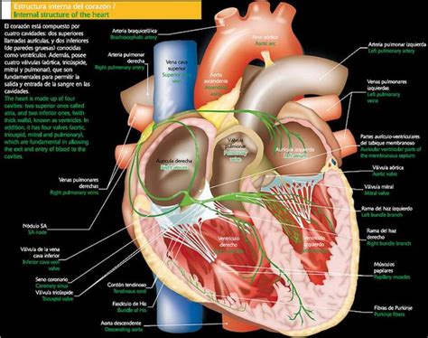 sistema cardiovascular anatomia medicina humana udocz medicina