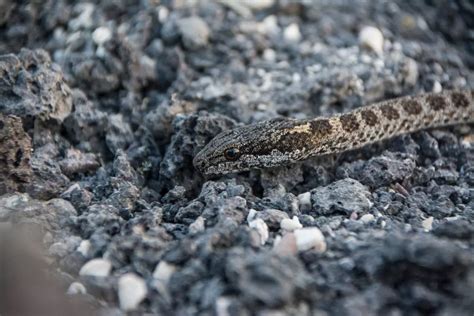 Galapagos Racer Snakes Uncover This Impressive World