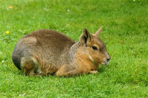 Patagonian Mara Animal On The Green Field Stock Image Image Of Close