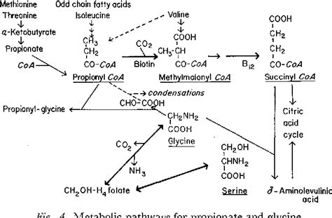 Figure 2 From The Oxidation Of Glycine And Propionic Acid In Propionic Acidemia With Ketotic