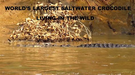 World S Largest Crocodile Living In The Wild Giant Saltwater