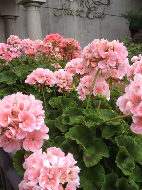 Pink Geraniums for a Colorful Garden