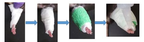 Figure From Hindlimb Immobilization Increases Il And Cdkn A