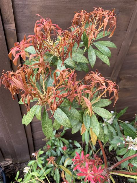 Unhappy Pieris — Bbc Gardeners World Magazine