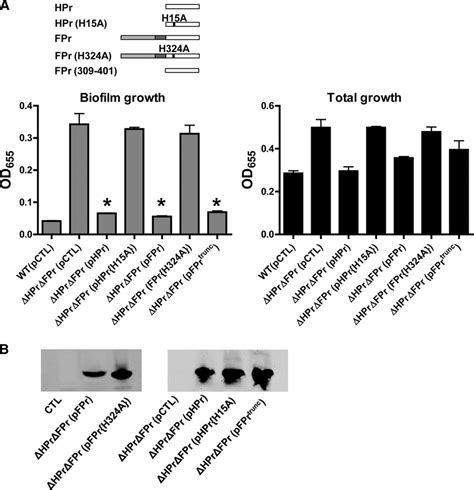 Hpr And Fpr Must Be Phosphorylated To Repress Biofilm Associated