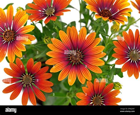 Osteospermum Ecklonis Cabo Marguerite O Margarita Africana Mit Einer