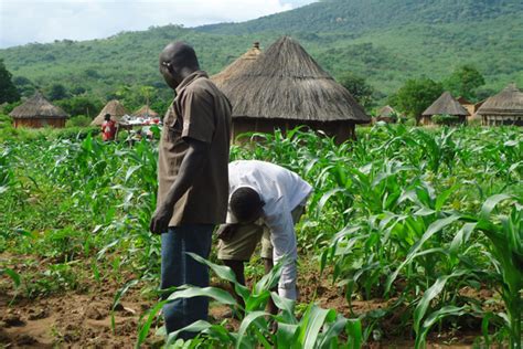 Agriculture and It's Role in Nigeria's Economic Development