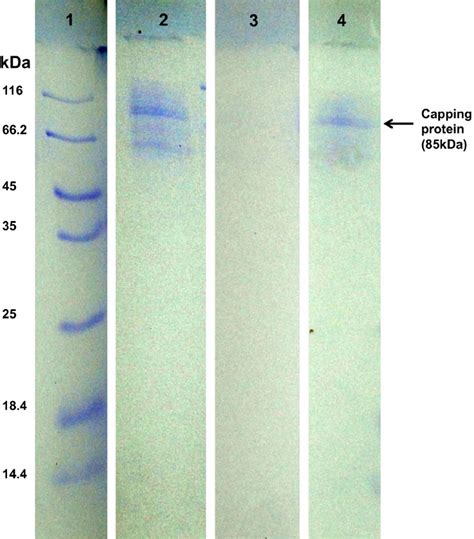 Scielo Brasil Biogenic Silver Nanoparticles Capped With Proteins