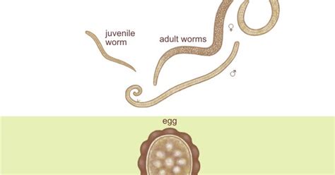 Ascaris Lumbricoides Microbiology Laboratory Turkey