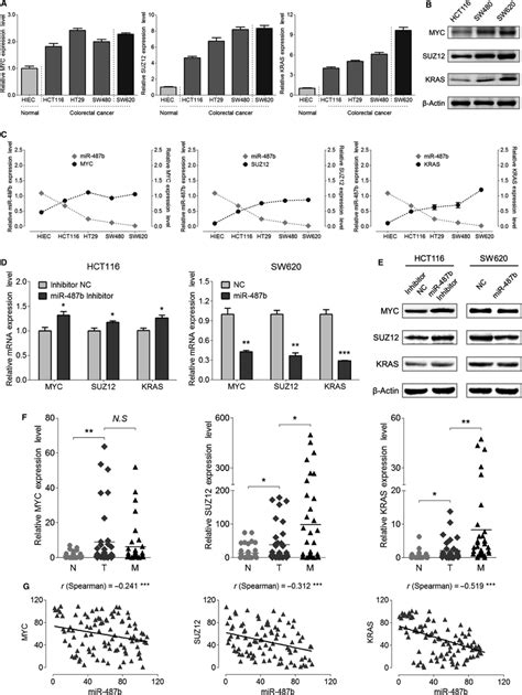 Myc Suz And Kras Are The Targets Of Mir B In Colorectal Cancer