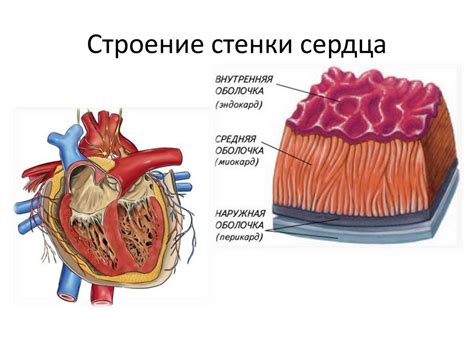 Анатомия и физиология сердца - презентация онлайн