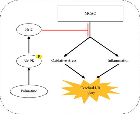 Palmatine Protects Against Cerebral Ischemiareperfusion Injury By