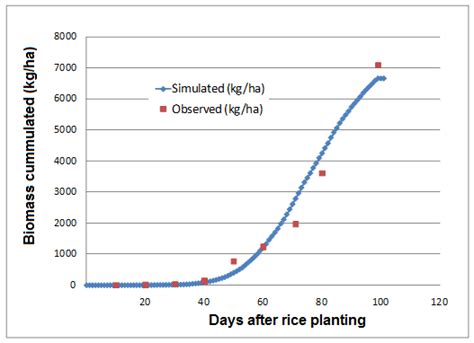 Observed And Simulated Biomass Cumulated Of Rice Plant Kg Ha Model