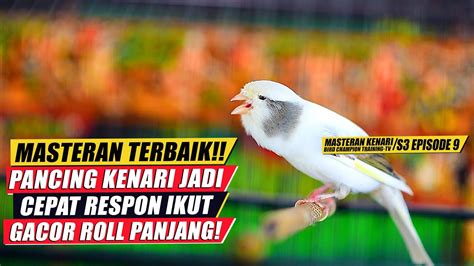 Masteran Suara Burung Kenari Gacor Panjang Cuit Cuit Ngerol Untuk