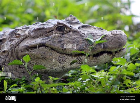 Alligator Crocodile Jacare Caiman Bonito Brazil Stock Photo - Alamy