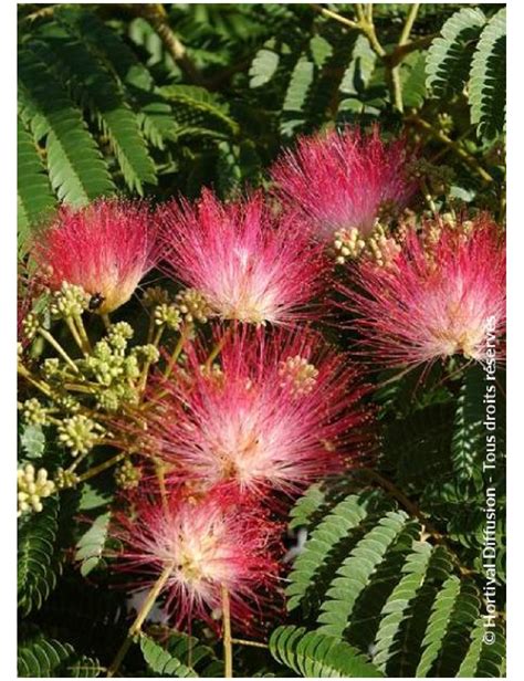 ALBIZIA Julibrissin OMBRELLA Arbre De Soie Acacia De Constantinople